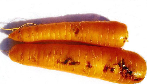 Carrot rust fly damage